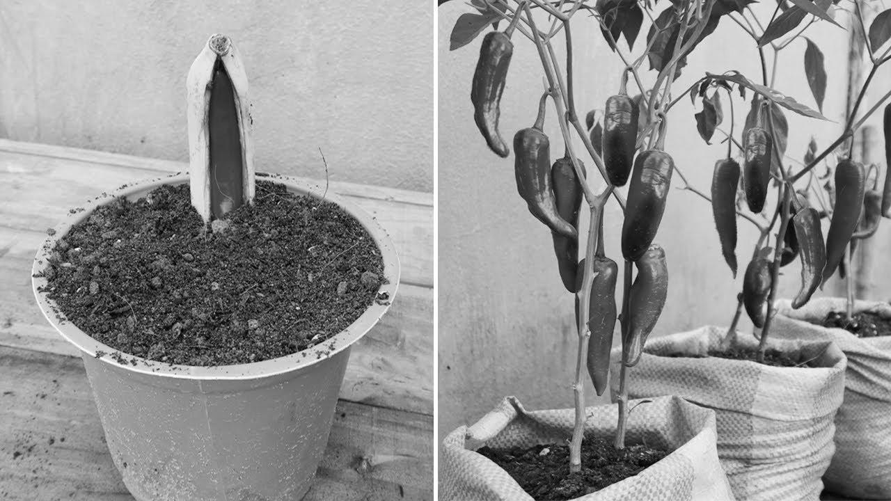 New gardening technique |  Methods to propagate chili peppers in bananas