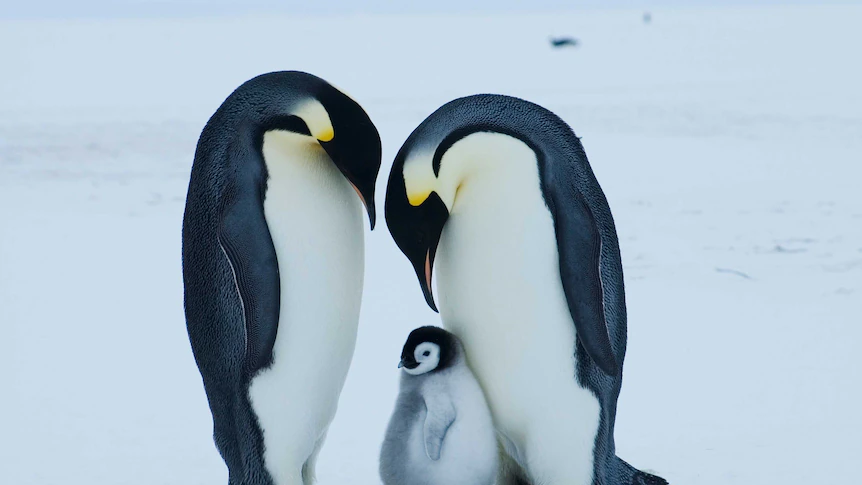 Emperor penguin at severe threat of extinction resulting from climate change