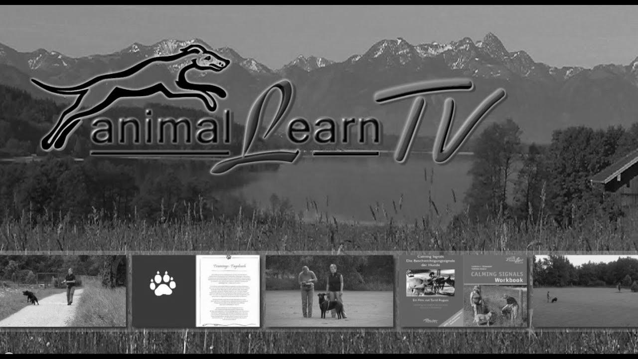 animal be taught TV – 26.09.2014