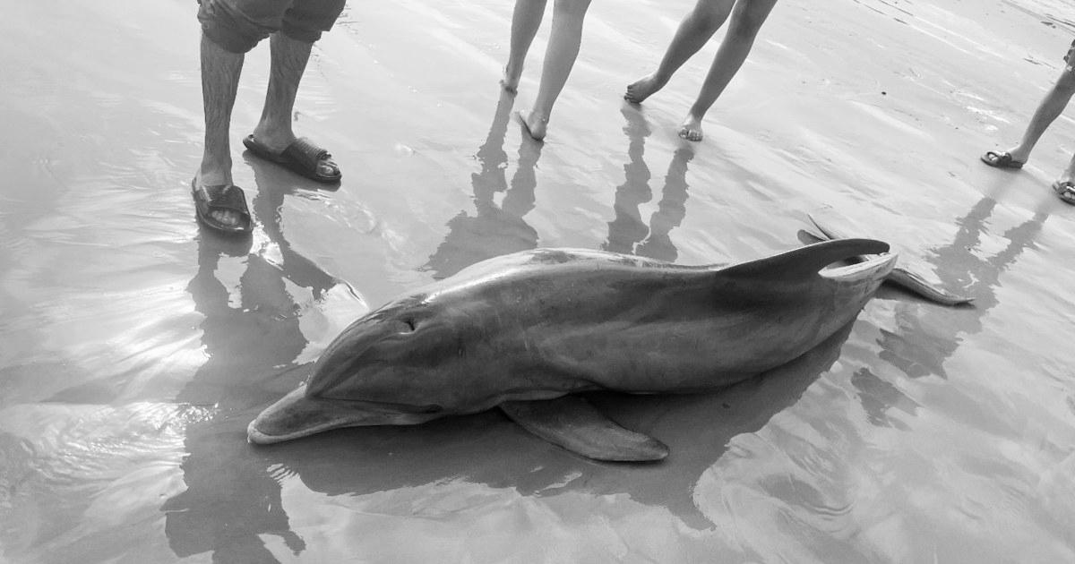 Rewards offered after dolphin ‘harassed to dying’ on Texas beach, one other impaled in Florida