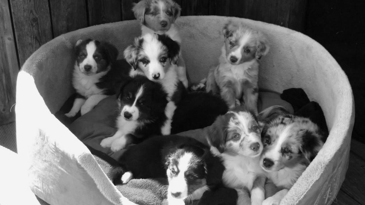 Snowleaf Miniature Australian Shepherds Lala and Search engine optimisation making babies